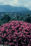 Oleanders & Mountain, Karene, Turkey