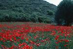 Poppies, Gallipoli, Turkey