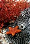 Red Coral & Sea Star, Australia
