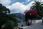 Street Scene, Flowers, Gran Canaria, Mogan, Canary Islands