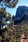 Forested Peak Through Pine Trees, La Palma, Canary Islands