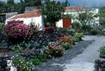 Flowery Village, La Palma, Canary Islands