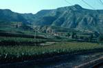 Mountains & Fields - Maize or Sorghum, Train from Peking to Sian, China