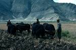 Yaks Ploughing, Lhasa, Tibet