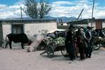Group, Vegetable Carts, Bullock, Shigatse, Tibet
