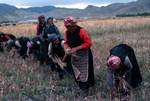 Gleaning, Shigatse, Tibet