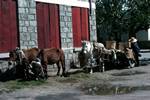 3 Horses & Cart, Lhasa, Tibet