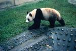 Zoo - Giant Panda, Chengdu, China