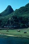 River Li - Peak & Buffaloes, Gweilin, China