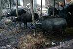 Water Buffaloes, Near Kunming, China