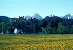 Yellow Flowers, Mountains and Other Castle, Neuschwanstein Castle, Germany