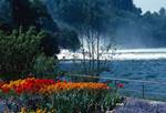 With Flowers in Foreground, Rhine Falls, Switzerland