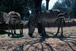 Zoo - Zebras, Johannesburg, South Africa