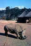 Zoo - Rhino, Johannesburg, South Africa