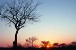 Rising Sun & Tree, Kruger Park, South Africa