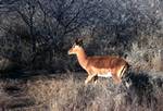Antelope, Kruger National Park, South Africa