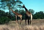 2 Giraffes, Kruger Park, South Africa