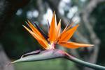 Bird of Paradise Flower, Durban, South Africa
