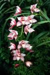 Botanical Gardens - Pink Orchids, Durban, South Africa