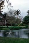 Botanical Gardens - Weaver Birds & Nests, Lake & Egret, Durban, South Africa