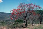 Cape Flame tree, Transkei, South Africa