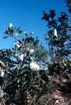 White King Proteas, Wila Flower Reserve, South Africa