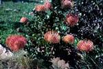 Pincushion Proteas, Wila Flower Reserve, South Africa