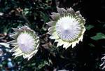 White King Proteas, Wila Flower Reserve, South Africa
