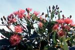 Eucalyptus in Flower (Pink), Plettenberg bay, South Africa