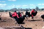Ostrich Farm - Ostrich Race, Little Karroo, South Africa