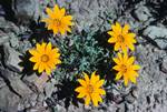 5 Yellow Cape Daisies, Little Karroo, South Africa