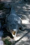 Large Crocodile - Open Mouth, Crocodile Farm, South Africa