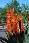 Orange Cactus, Oudtshoorn, South Africa
