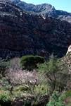 Peach Blossom & Rocky Peaks, Seven Weeks Poort, South Africa
