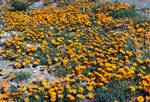 Yellow Cape Daisies, Little Karroo, South Africa