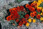 Deep Rust & Orange Flowers, Outside Barrydale, South Africa