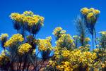 Yellow Bunched Flowers, Outside Barrydale, South Africa