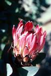 Pink King Protea, Du Toits Kloof Pass, South Africa
