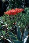 Orange-Red Cactus, Caledon Nature Reserve, South Africa