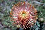 Pincushion Protea, Cape of Good Hope, South Africa