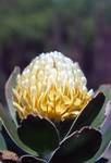 Yellow Protea, Cape of Good Hope, South Africa