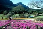 Lake, Flower Beds & Mountain, Kirstenbosch, South Africa