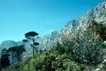 Trees & Flowers Against Ridge, Table Mountain, South Africa
