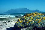 Table Mountain & Yellow Daisies, Blauberg Strand, South Africa