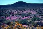 Wayside Flowers, Mountains, Great Karroo, South Africa
