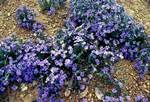 Blue Flowers, Between Perth & Albany, Australia