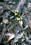 Green Orchid, Between Perth & Albany, Australia
