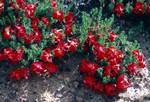 Scarlet Flowers, Between Perth & Albany, Australia
