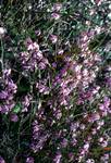 Lilac Flowers, Between Perth & Albany, Australia