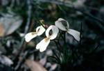 White Orchid, Between Perth & Albany, Australia